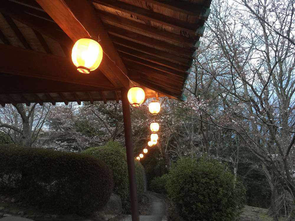 円通寺夜桜