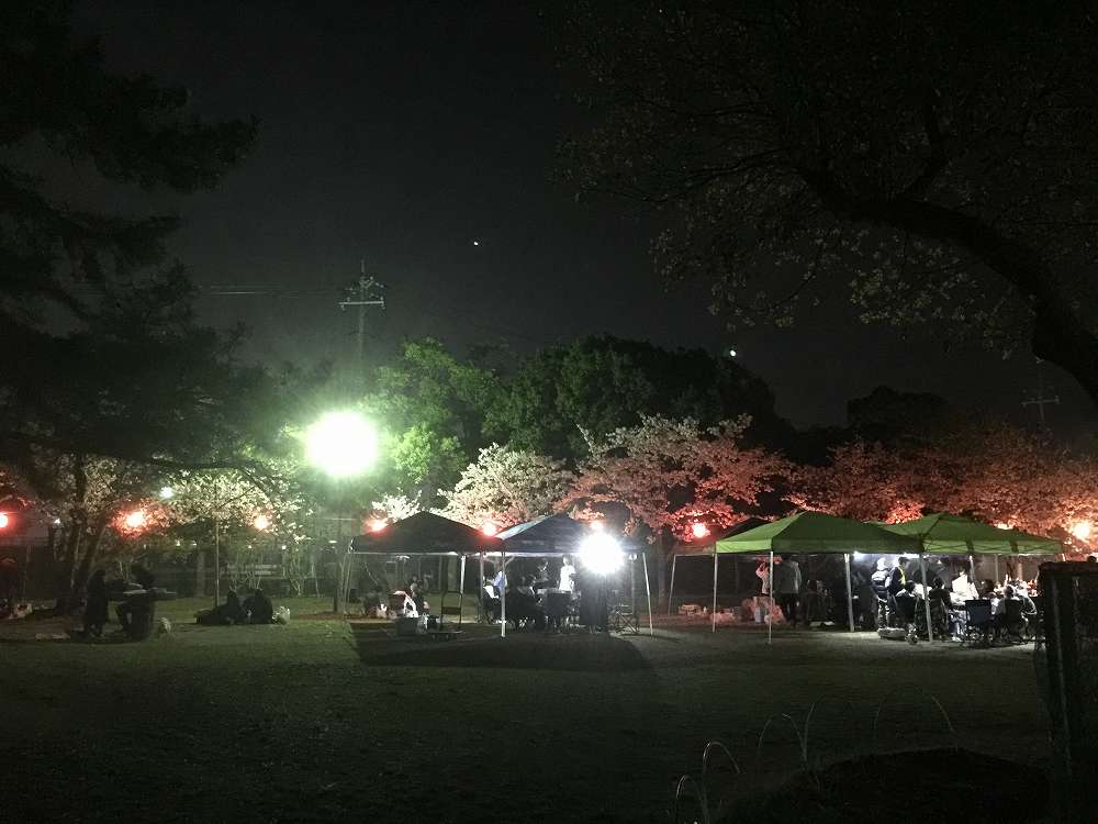 酒津公園夜桜