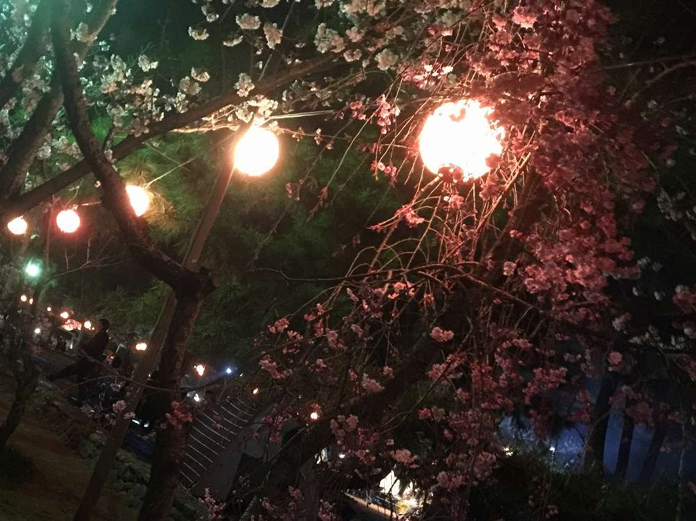 酒津公園夜桜